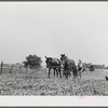 William J. Sullivan's son cultivating cotton alongside his home by the levee. Transylvania Project, Louisiana