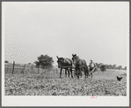 William J. Sullivan's son cultivating cotton alongside his home by the levee. Transylvania Project, Louisiana