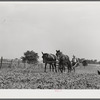 William J. Sullivan's son cultivating cotton alongside his home by the levee. Transylvania Project, Louisiana