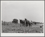 William J. Sullivan's son cultivating cotton alongside his home by the levee. Transylvania Project, Louisiana