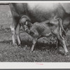 One of the project family's new calves. Several of the families are trying to build up a small dairy business, starting in by shipping sour cream. Transylvania Project, Louisiana