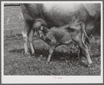 One of the project family's new calves. Several of the families are trying to build up a small dairy business, starting in by shipping sour cream. Transylvania Project, Louisiana