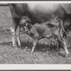 One of the project family's new calves. Several of the families are trying to build up a small dairy business, starting in by shipping sour cream. Transylvania Project, Louisiana