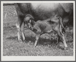 One of the project family's new calves. Several of the families are trying to build up a small dairy business, starting in by shipping sour cream. Transylvania Project, Louisiana