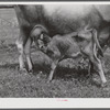 One of the project family's new calves. Several of the families are trying to build up a small dairy business, starting in by shipping sour cream. Transylvania Project, Louisiana