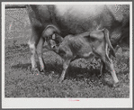 One of the project family's new calves. Several of the families are trying to build up a small dairy business, starting in by shipping sour cream. Transylvania Project, Louisiana