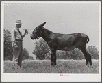 Mr. B.A. Brady, project manager, with the co-op jack belonging to the project association. Transylvania Project, Louisiana