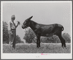 Mr. B.A. Brady, project manager, with the co-op jack belonging to the project association. Transylvania Project, Louisiana