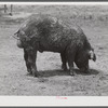 The co-op boar belonging to the project association. Transylvania Project, Louisiana