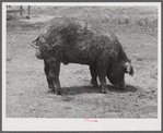 The co-op boar belonging to the project association. Transylvania Project, Louisiana