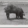 The co-op boar belonging to the project association. Transylvania Project, Louisiana