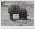 The co-op boar belonging to the project association. Transylvania Project, Louisiana