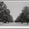 The pecan grove and some of the livestock owned cooperatively by the project association. Transylvania Project, Louisiana