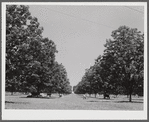 The pecan grove and some of the livestock owned cooperatively by the project association. Transylvania Project, Louisiana