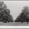 The pecan grove and some of the livestock owned cooperatively by the project association. Transylvania Project, Louisiana