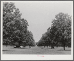 The pecan grove and some of the livestock owned cooperatively by the project association. Transylvania Project, Louisiana