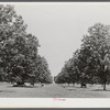 The pecan grove and some of the livestock owned cooperatively by the project association. Transylvania Project, Louisiana