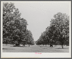 The pecan grove and some of the livestock owned cooperatively by the project association. Transylvania Project, Louisiana