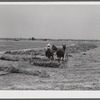 One of project families raking his hay. Transylvania Project, Louisiana