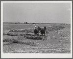One of project families raking his hay. Transylvania Project, Louisiana