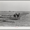 One of project families raking his hay. Transylvania Project, Louisiana