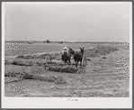 One of project families raking his hay. Transylvania Project, Louisiana