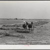One of project families raking his hay. Transylvania Project, Louisiana