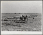 One of project families raking his hay. Transylvania Project, Louisiana