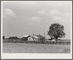 Project family's home, with garden, chicken house and barn. Transylvania Project, Louisiana