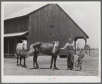 W.D. Anglin and his son, with their team of mares in front of his barn. Transylvania Project, Louisiana
