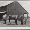 W.D. Anglin and his son, with their team of mares in front of his barn. Transylvania Project, Louisiana