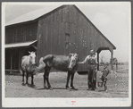 W.D. Anglin and his son, with their team of mares in front of his barn. Transylvania Project, Louisiana