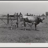 Charlie B. Thompson's cow and twin calves. Several of the project families are trying to build up a small dairy business, starting in by shipping sour cream. Transylvania Project, Louisiana