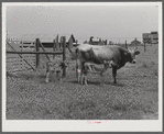 Charlie B. Thompson's cow and twin calves. Several of the project families are trying to build up a small dairy business, starting in by shipping sour cream. Transylvania Project, Louisiana