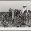 W.D. Anglin cultivating his corn with his pair of mares. Transylvania Project, Louisiana