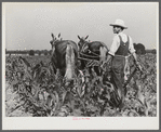 W.D. Anglin cultivating his corn with his pair of mares. Transylvania Project, Louisiana