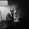 Radford Bascome's cat, Marvin