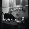 Radford Bascome's cat, Marvin