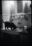 Radford Bascome's cat, Marvin