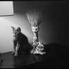 Radford Bascome's cat, Marvin
