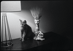 Radford Bascome's cat, Marvin