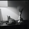 Radford Bascome's cat, Marvin