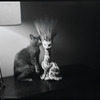 Radford Bascome's cat, Marvin