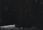 Cat in the dark
