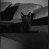 Radford Bascome's cat, Marvin