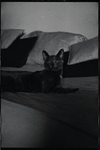 Radford Bascome's cat, Marvin