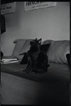Radford Bascome's cat, Marvin