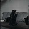 Radford Bascome's cat, Marvin