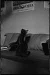 Radford Bascome's cat, Marvin