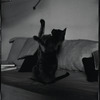 Radford Bascome's cat, Marvin